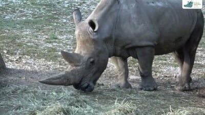 세계 최고령 흰코뿔소 '토비'…54살로 무지개다리 건넜다 [영상]