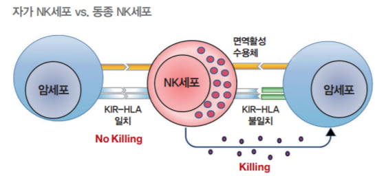 타인의 NK세포는 암 환자의 HLA를 인지할 수 없어 더 효과적으로 암세포를 공격할 수 있다. 이 때문에 동종 NK세포에서 자가 NK세포보다 더 우수한 항암 효능을 기대할 수 있다. 