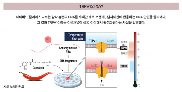 [2021 노벨 생리의학상] 온도·촉각 수용체 찾은 두 과학자 수상