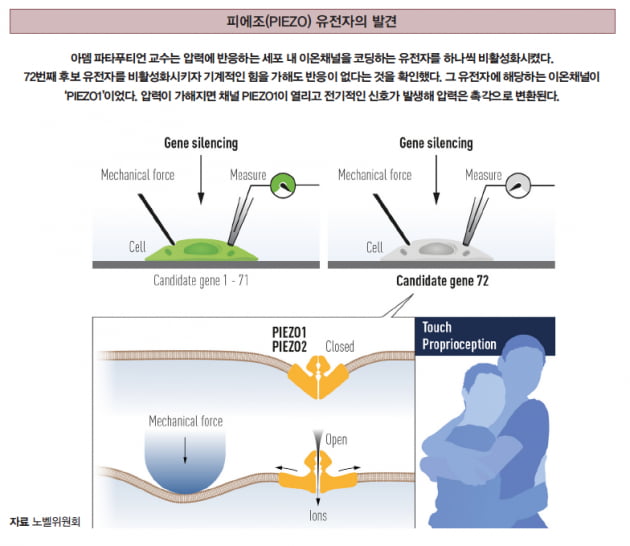 [2021 노벨 생리의학상] 온도·촉각 수용체 찾은 두 과학자 수상