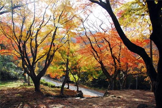 울창한 편백, 울긋불긋 단풍 물결… 아름다운 문수산 국유림 명품숲