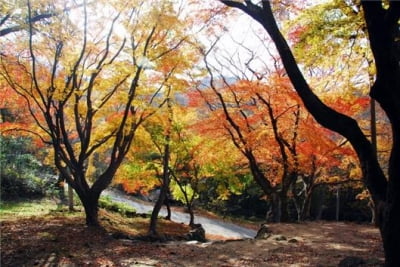 울창한 편백, 울긋불긋 단풍 물결… 아름다운 문수산 국유림 명품숲