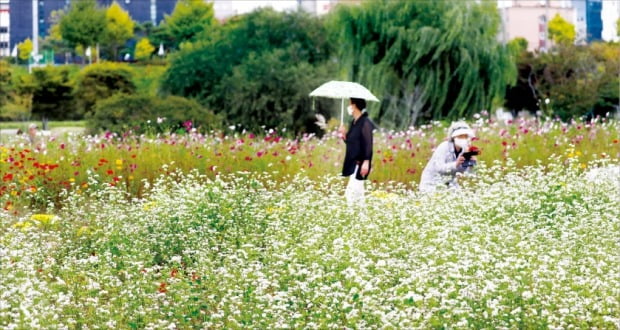 [포토] 메밀꽃 필 무렵