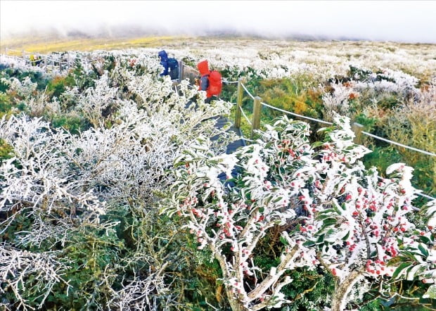 [포토] 가을 삼킨 이상한파…한라산 올 첫 상고대 