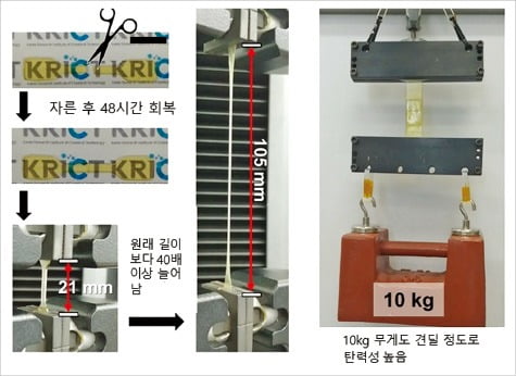 자가치유 물질로 만든 필름. 자른 후 겹쳐 놓으면 48시간 만에 스스로 붙는다. 원래 길이보다 40배 이상 늘어나며 10㎏ 무게도 견딜 정도로 탄력성이 좋다. /한국화학연구원  제공
 