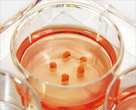 줄기세포를 이용해 만든 뇌 오가노이드(미니 인공장기) 덩어리가 실험실 샬레(실험용기)에서 배양되고 있다. /싱가포르 게놈연구소 제공 