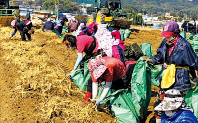 인삼 산지로 뜬 최북단 철원…8년 기다림 끝에 "심봤다"