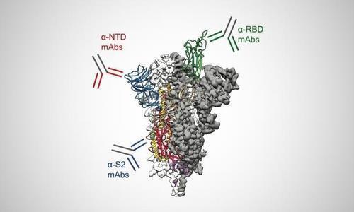 코로나 감염 면역 효과 없다고? 뚜렷한 '면역 기억' 생긴다