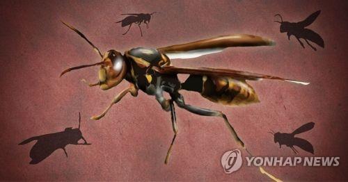 군위서 야외활동 초등생 20여명 집단 벌쏘임…병원 이송(종합)