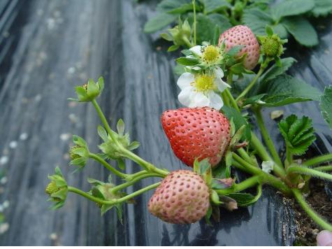농진청, 순계 활용해 고품질 딸기 표준유전체 해독…세계 첫 사례