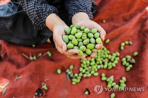 요르단강 서안에서 올해도 치열한 '올리브 전쟁'