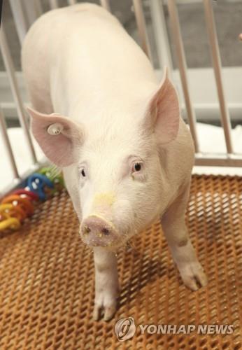 [사이테크＋] 돼지 신장 사람에 이식실험 성공…"이종간 장기이식 큰 진전"