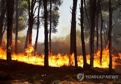 시리아, 산불방화 혐의로 24명 공개처형…11명 무기징역
