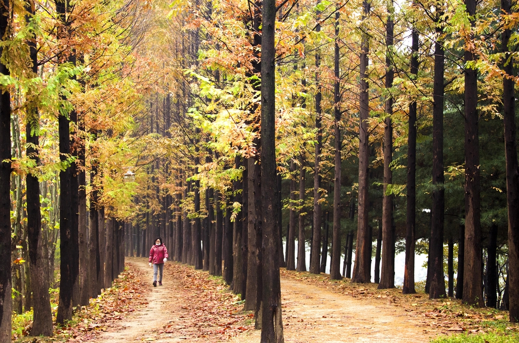 깊어가는 가을…'서울 단풍길 96선' 걸어보세요
