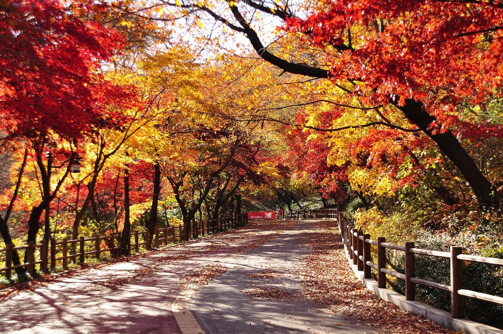 깊어가는 가을…'서울 단풍길 96선' 걸어보세요