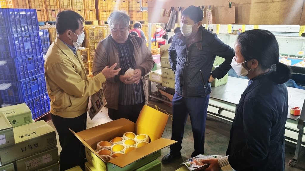 "울퉁불퉁, 못생겨도 맛은 최고"… 나주 '추황배' 본격 출하