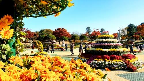 '만산홍엽' 충북, 이번 주말 단풍 절정…가을축제도 풍성