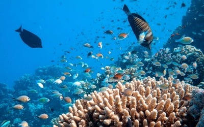 산호초, 기후변화로 10년 간 14% 사라져…'해양생물의 터전'