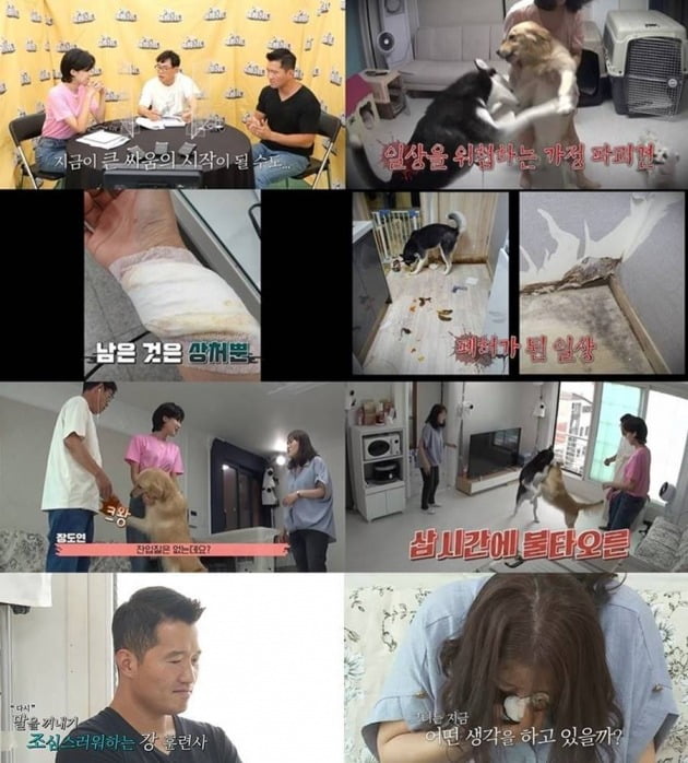 사진제공=KBS2 '개는 훌륭하다'