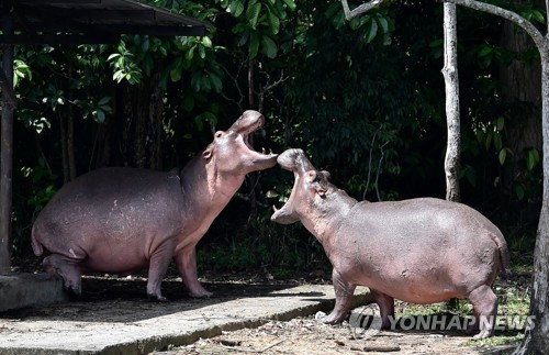 "콜롬비아 '마약왕'의 하마들, 미 법원서 '법인'으로 인정받아"