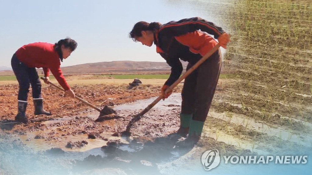 식량난 북한, 전국서 가을걷이에 총력…"낟알 한알도 허실없이"