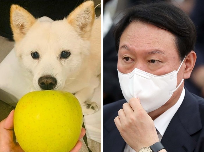'개 사진촬영' 사무실? 집?…洪·劉측 "장소 해명도 석연찮아"