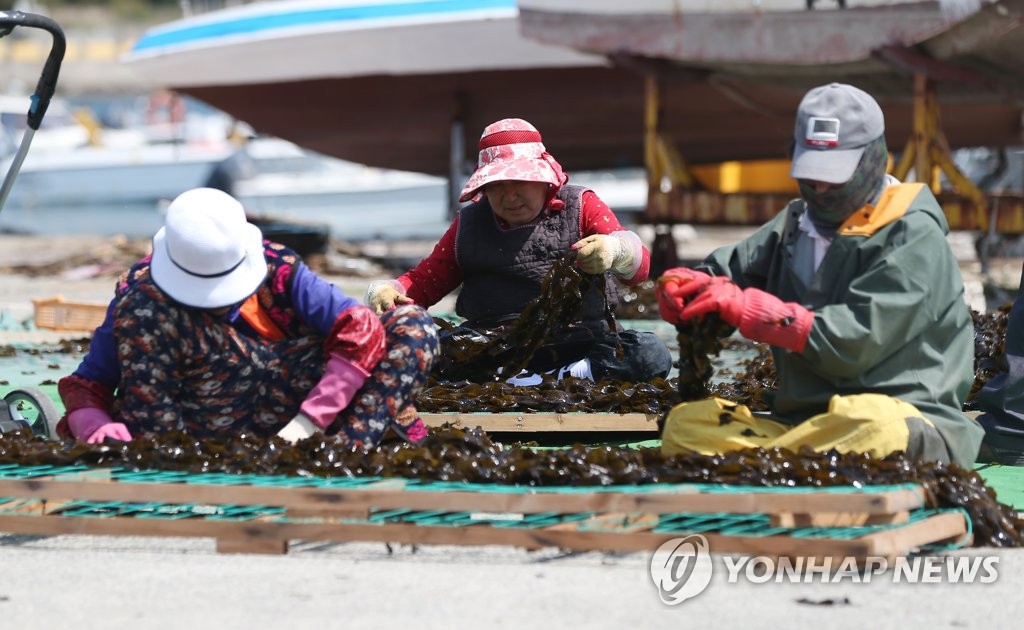 [알쏭달쏭 바다세상Ⅲ](37) 파도 맞을수록 더 쫄깃해지는 울산 돌미역