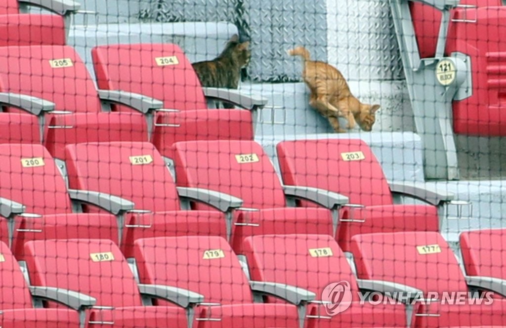 '가을걷이는 팬들과 함께'…수도권도 유관중, 프로스포츠 숨통