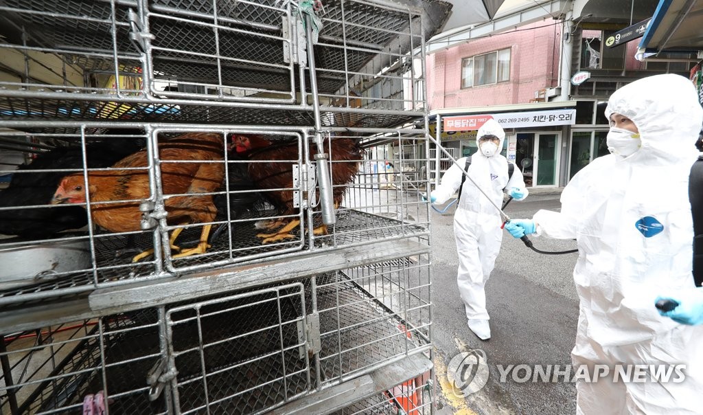 제주 조천읍·이천 복하천서 AI 항원 검출…고병원성 확인중