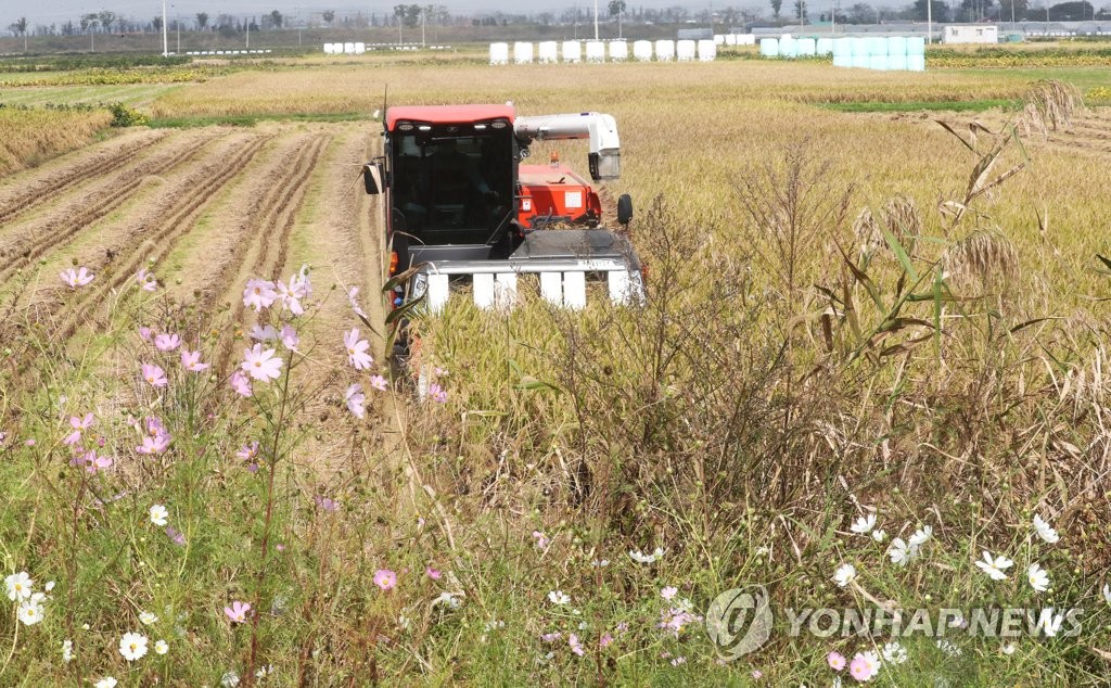 농진청, 비료 적게 줘도 쌀 생산량 유지하는 벼 유전자 발견