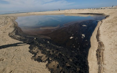'악취 진동'…美 캘리포니아 대규모 기름 유출에 송유관 폐쇄