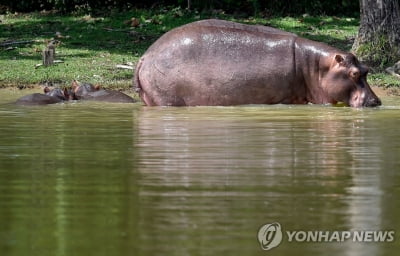 "콜롬비아 '마약왕'의 하마들, 미 법원서 '법인'으로 인정받아"