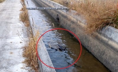 암 집단 발병 익산 장점마을 찾아온 '수달 가족'…생태 회복 신호탄?