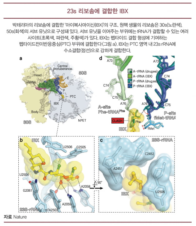 [과학에서 산업찾기] 네이처 “슈퍼박테리아 막는 새로운 리보솜 결합 항생제 발견”