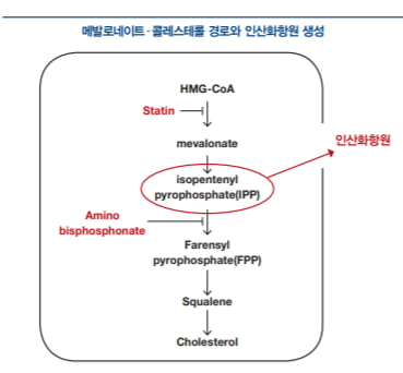 [도준상의 면역항암제 이야기] 주목받는 ‘중고’ 신인, ‘감마·델타(γδ) T세포’