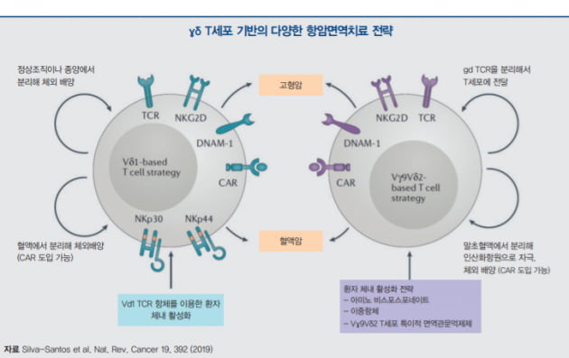 [도준상의 면역항암제 이야기] 주목받는 ‘중고’ 신인, ‘감마·델타(γδ) T세포’