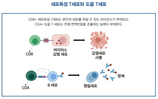 [이승우의 면역학 강의] 후천성 면역의 멀티플레이어 T세포