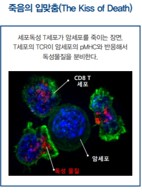 [이승우의 면역학 강의] 후천성 면역의 멀티플레이어 T세포