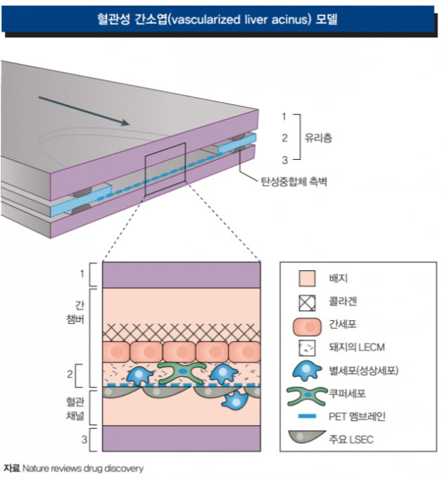 [Cover Story - part 3.Organ On A Chip] 작은 칩 안에 구현된 인간 장기 ‘오간온어칩’