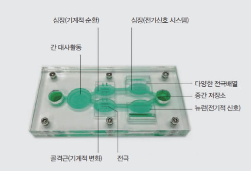 현재 상업적으로 판매되고 있는 미국 바이오 기업 헤스페로스의 ‘휴먼온어칩’. 간 대사, 심장의 기계적 순환 및 전기신호, 뉴런의 전기 신호, 골격근의 기계적 변화를 하나의 칩에서 확인할 수 있다.