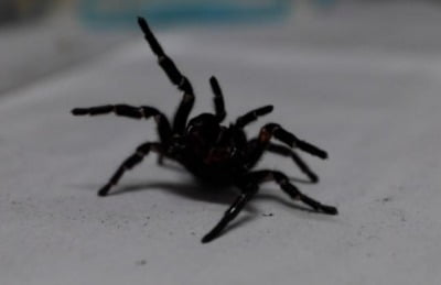 '사람 손톱도 뚫는' 호주 거대 거미…해독제 생산 위해 기증