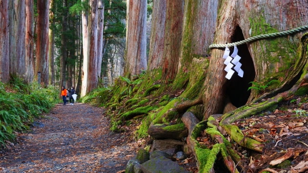 수령 400년의 삼나무 참배길은 마치 꿈속의 한 장면 같다. / JAPAN NOW