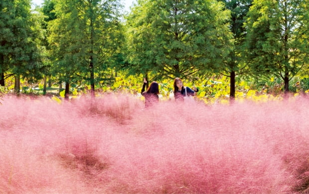 분홍빛으로 뒤덮인 청산수목원 핑크뮬리 