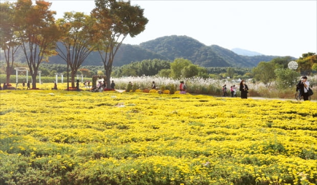 울산 태화강 국가정원을 찾은 관광객들이 노랗게 만개한 국화 단지 사이를 걸으며 가을 정취를 만끽하고 있다.  울산시 제공 