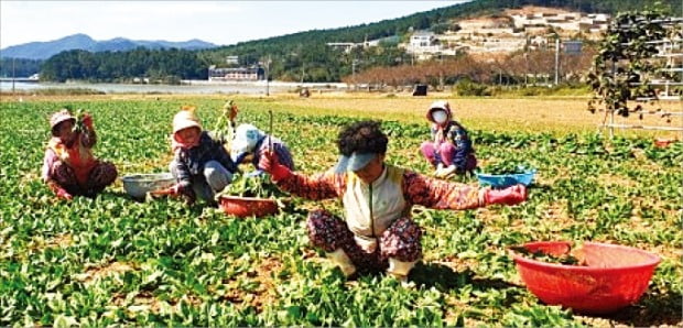 [포토] 시금치 캐기 좋은 날