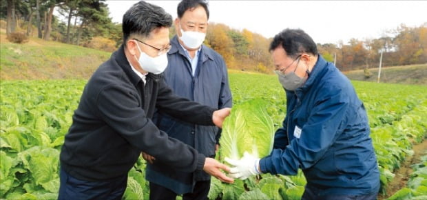 김현수 농림축산식품부 장관(왼쪽)이 18일 충남 당진의 한 배추밭에서 배추를 살펴보고 있다.  /농식품부  제공 