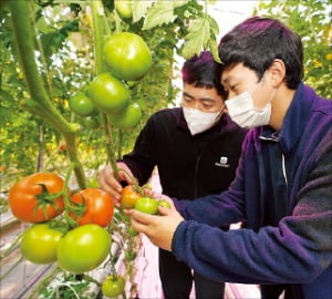 신세계푸드 농산물 바이어가 토마토 품질을 확인하고 있다.  /신세계푸드 제공 