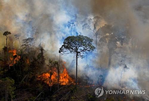 전세계 100개국 "2030년까지 산림 파괴 중단" 선언