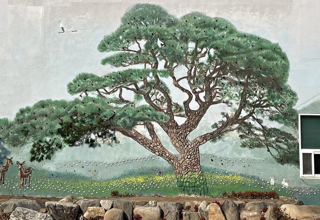 명품 소나무 유명한 영월군 산솔면 청사 솔고개 소나무 대형벽화