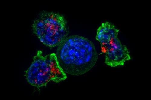 T세포 미토콘드리아 빨아먹는 암세포의 '나노 빨대' 발견